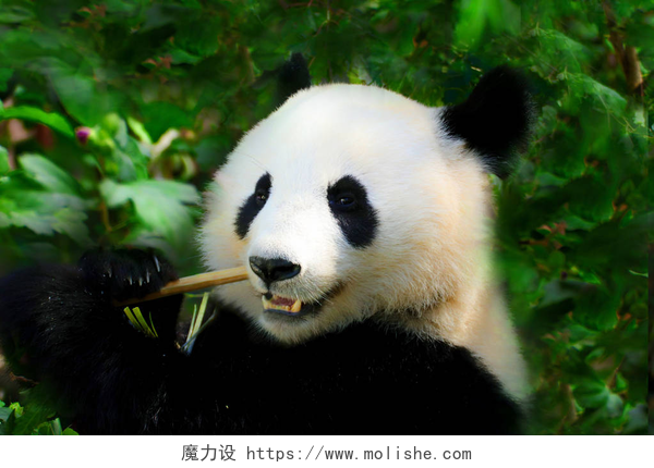 在绿色植物前的一只吃着竹子的熊猫大熊猫特写。熊猫吃竹笋。来自动物世界的照片。珍稀濒危的黑白熊。大熊猫.